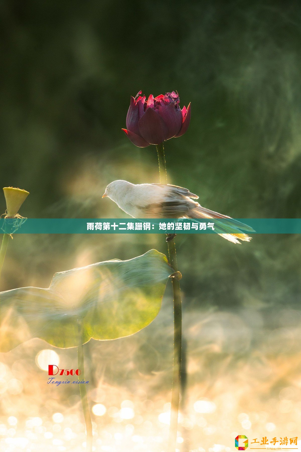 雨荷第十二集跚鋼：她的堅(jiān)韌與勇氣