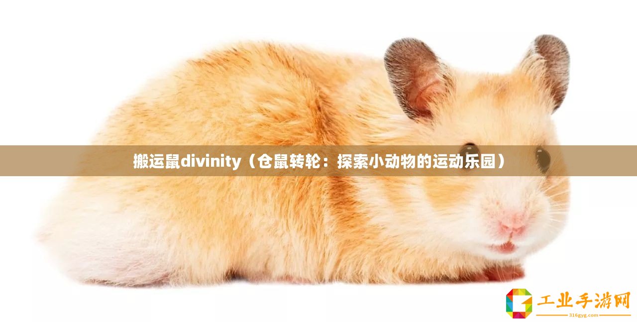 搬運鼠divinity（倉鼠轉(zhuǎn)輪：探索小動物的運動樂園）