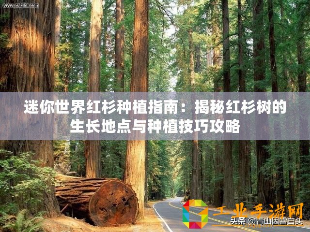 迷你世界紅杉種植指南：揭秘紅杉樹的生長(zhǎng)地點(diǎn)與種植技巧攻略