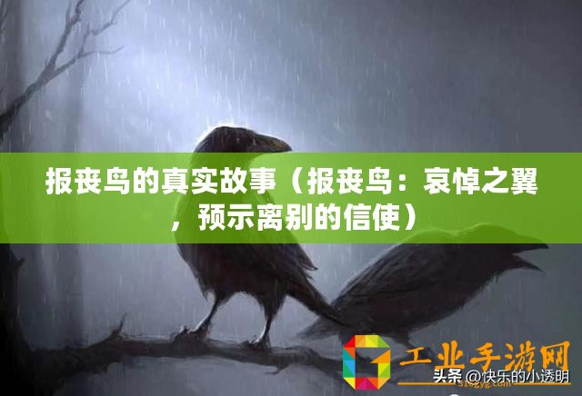 報(bào)喪鳥(niǎo)的真實(shí)故事（報(bào)喪鳥(niǎo)：哀悼之翼，預(yù)示離別的信使）