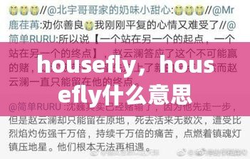 housefly，housefly什么意思